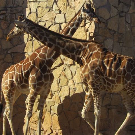 19 best The Abilene Zoo images on Pinterest | The zoo, Zoos and Giraffes