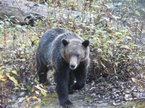 Alaskan Wildlife & Fjords Adventure By World Journeys - Stars Travel ...