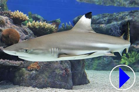 Blacktip Reef Sharks | Live Streaming Webcam | National Aquarium Baltimore