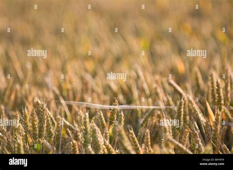 Spider web in corn field Stock Photo - Alamy