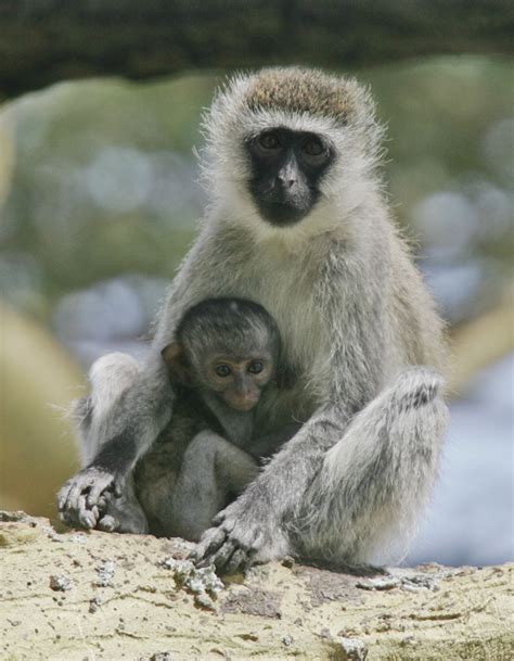 Vervet monkey and baby | dgcPhoto