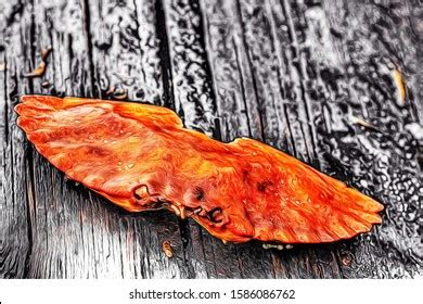 Crab Shell On Burnt Driftwood Stock Illustration 1586086762 | Shutterstock