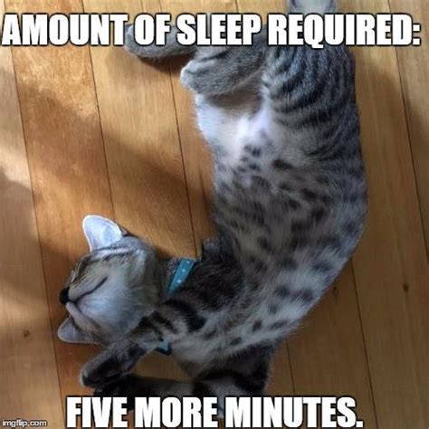 Sleepy Cat Memes | We Can All Relate to These Adorably Sleepy Cats