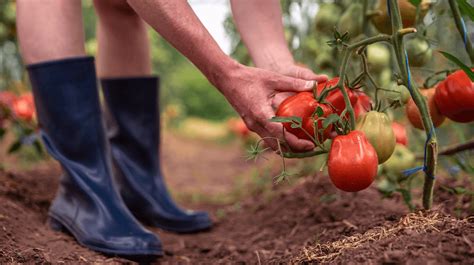 How to Start Tomato Farming for Profit