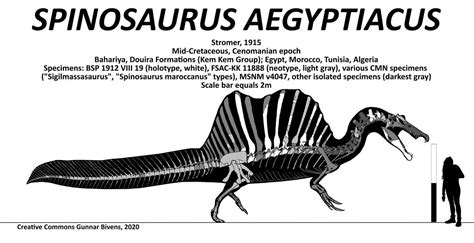 Spinosaurus aegyptiacus Skeletal by GunnarBivens on DeviantArt