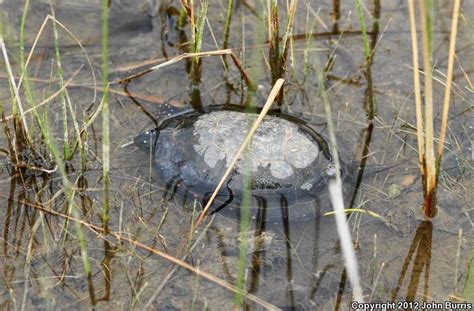 Spotted Turtle (Clemmys guttata)