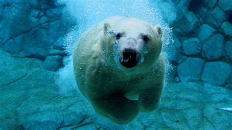 🔥 Download Polar Bears Wallpaper Animals HD Desktop by @coreyc | 1366x768 HD Desktop Wallpapers ...