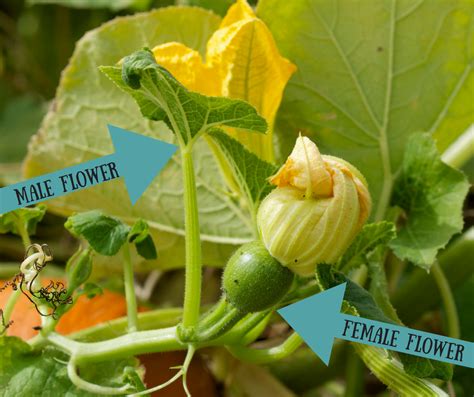 Why Does My Pumpkin Plant Only Produce Male Flowers | Best Flower Site