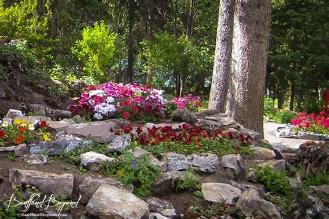 red and pink flowers and trees in cascade gardens in banff