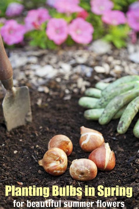 Planting Bulbs in Spring for Summer Flowers