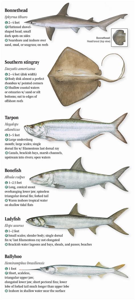 Gulf Of Mexico Florida Fish Species - Unique Fish Photo