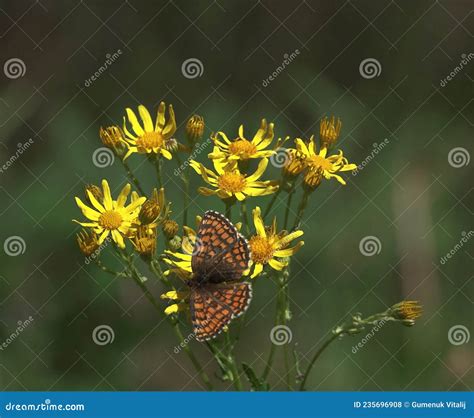 Senecio jacobaea stock photo. Image of senecioneae, rivers - 235696908