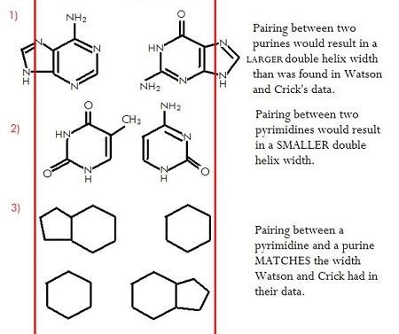 Adenine, Thymine, Guanine & Cytosine | Overview & Pairing - Video ...