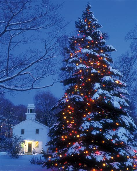 25 Festive Christmas Tree-Inspired Wedding Ideas in 2020 | Outdoor ...