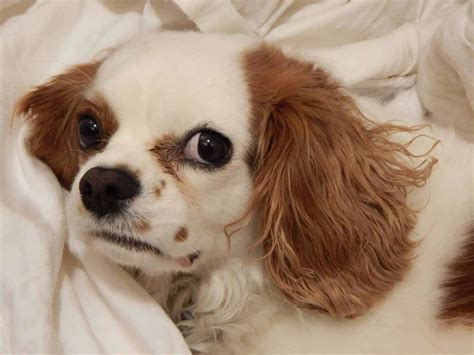 5 Common Cavalier King Charles Spaniel Health Problems - spanielking