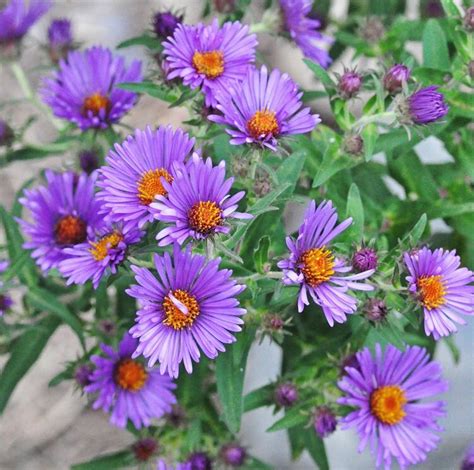 250 Seeds New England Aster Hardy Perennial