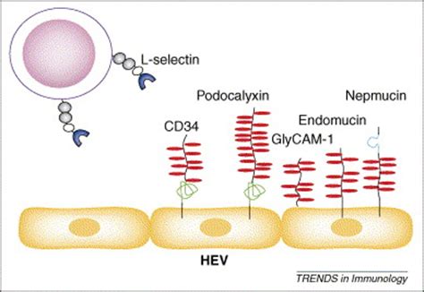 Sulfated L-selectin ligands as a therapeutic target in chronic ...