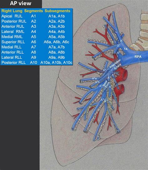 Pulmonary Artery Anatomy