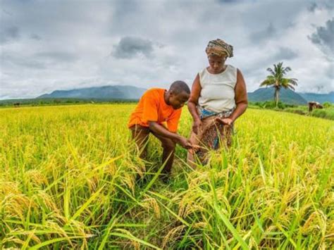 Sierra Leone moves to mechanised farming | Politico SL