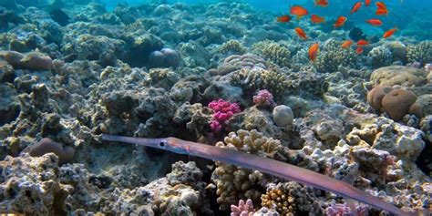 Ko Olina Snorkeling: 1 Of The Best Activities In Lagoons