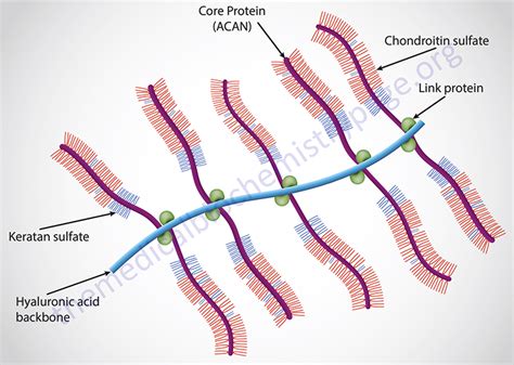 Glycosaminoglycans and Proteoglycans | Chondroitin sulfate, Chondroitin, Biochemistry