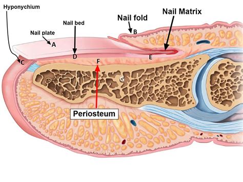 Finger Nail Diagram Labeled