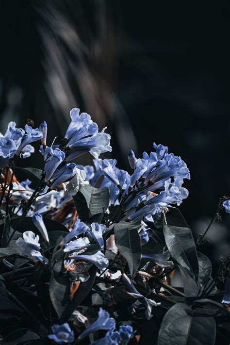 Blue Flowers · Free Stock Photo