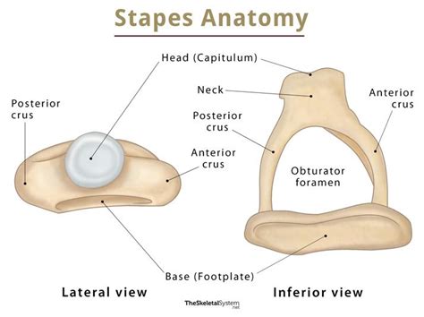 Stapes – Functions, Location, Anatomy, & Diagram