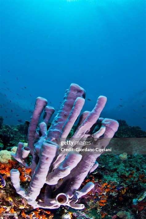 Marine Life Of Raja Ampat West Papua Indonesia High-Res Stock Photo - Getty Images