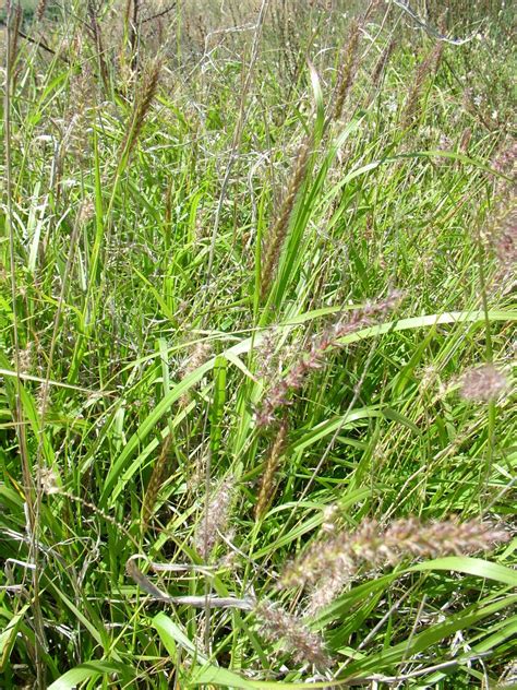 Pest plant - Buffel grass - Department of Environment, Water and…