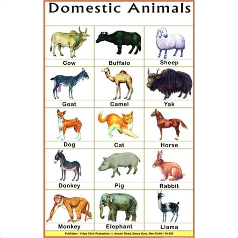 Top 120 + Animals name chart - Inoticia.net