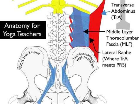 Thoracolumbar Fascia | Yoga anatomy, Yoga teachers, Anatomy