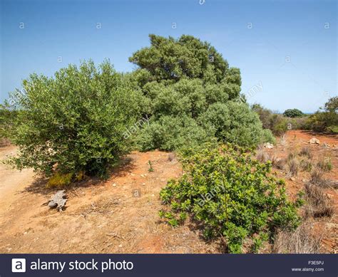 Agrumi sicilia hi-res stock photography and images - Alamy