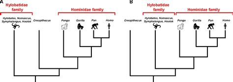 Evolution: Mapping the ancestry of primates | eLife