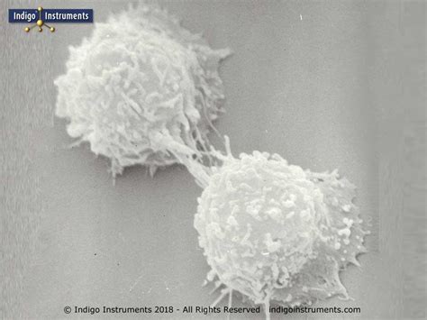 Cytokinesis Microscope