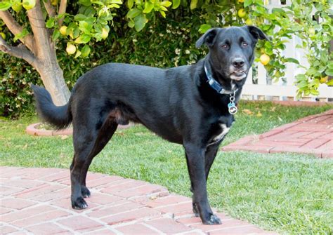 German Shepherd Black Lab Mix Puppies