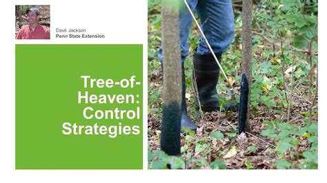 Tree-of-Heaven: Control Strategies - YouTube