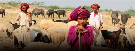 Rabari Tribe in Gujarat | Get to know Cultural, Lifestyles & More