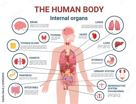 Internal Organs Of The Body