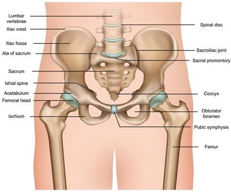 BONES IN THE PELVIS - JOI Jacksonville Orthopaedic Institute