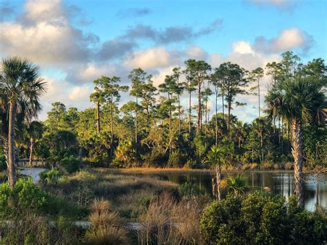 Florida everglades – Artofit