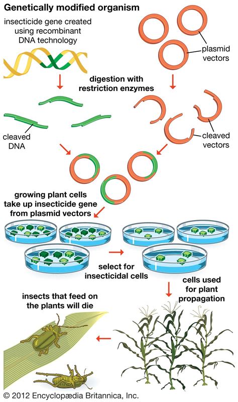 genetically modified organism | Definition, Examples, & Facts | Britannica