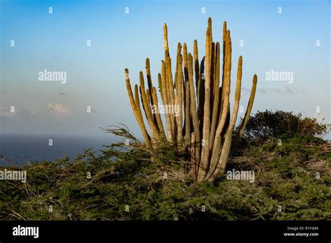 Aruba landscape - Stenocereus griseus cactus bush - a native Aruban ...