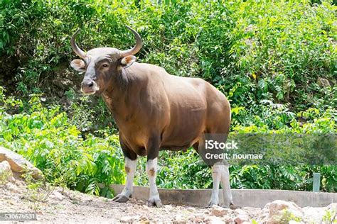 Banteng Atau Banteng Merah Foto Stok - Unduh Gambar Sekarang - Banteng - Jantan, Besar ...