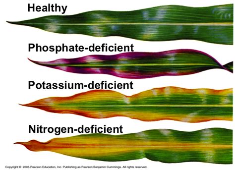 Effects of Nutrient Deficiency on Crop Leaves