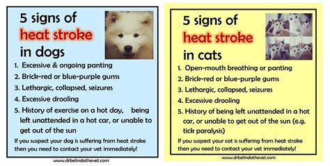 Signs Of Stroke In Older Cats - Cat Meme Stock Pictures and Photos