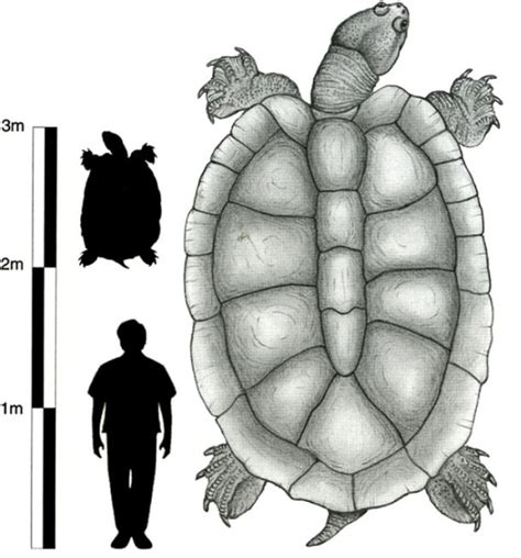 Carbonemys cofrinii v Stupendemys geographica - Carnivora