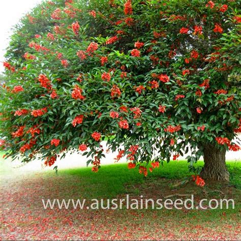 Buy, ERYTHRINA crista-galli, Cockspur coral tree, seed | Australian Seed