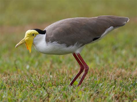 Masked Lapwing – Profile | Traits | Facts | Habitat | Breeding - BirdBaron