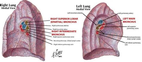 hilum of right lung - بحث Google‏ | Lunges, Lung anatomy, Anatomy